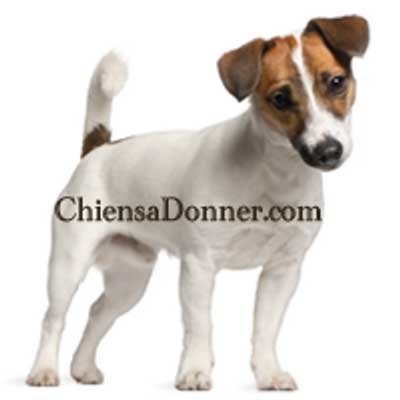 Chiens A Donner