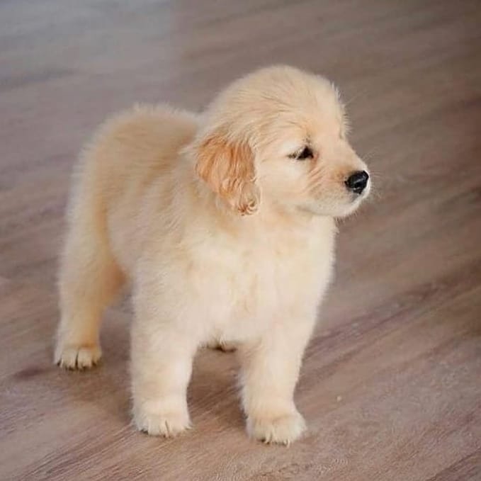 Golden Retrievers