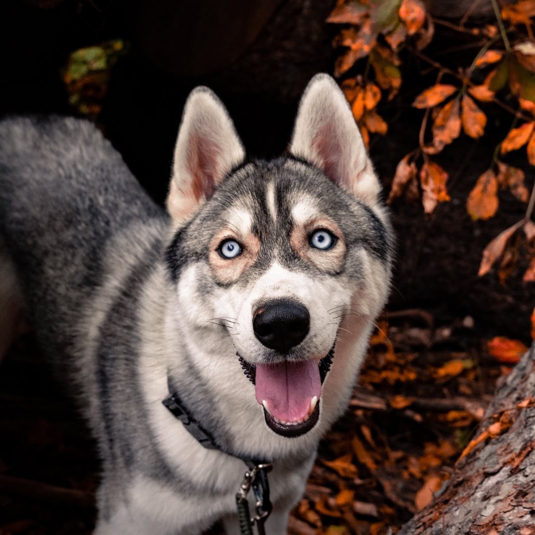 Skylar Swartz + Neeko + Kona