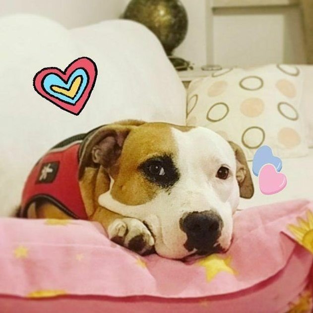 Zaya