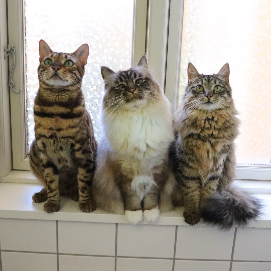 Nelly & Gilbert The Cats