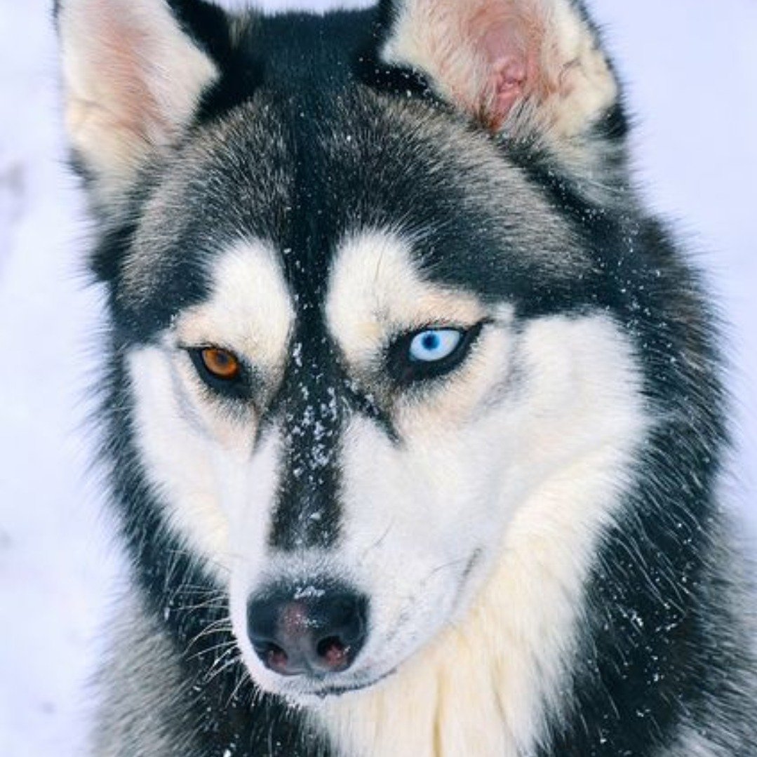 Husky Lovers
