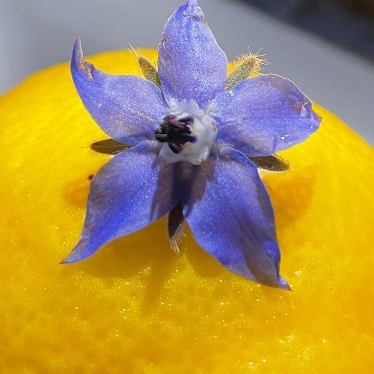 Alain Passard