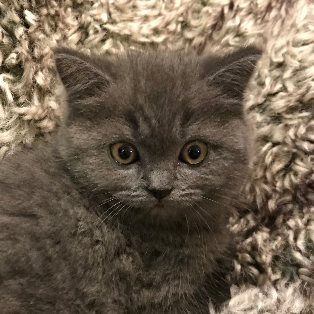 PatrickLeChat