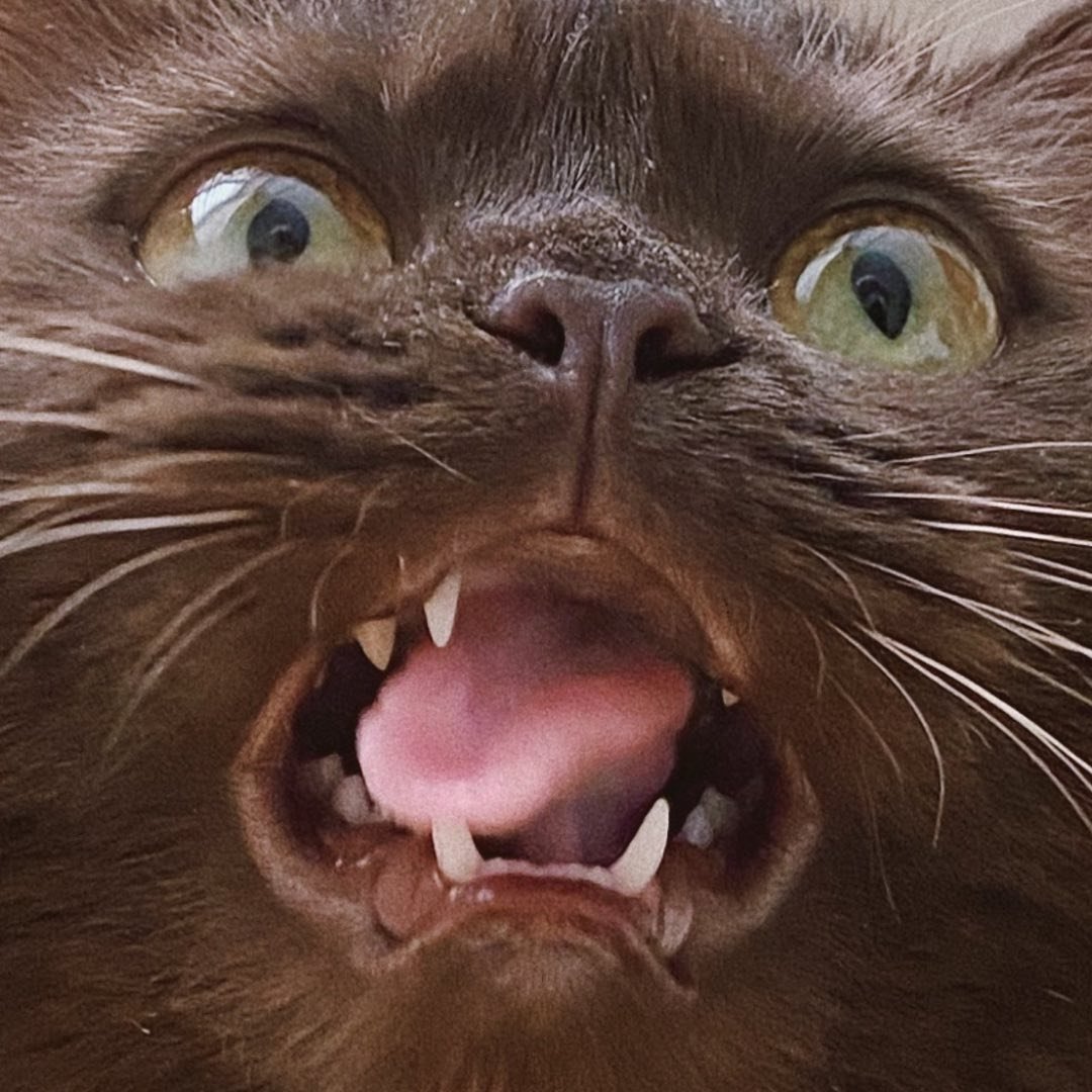 Kira | British Shorthair Cat?