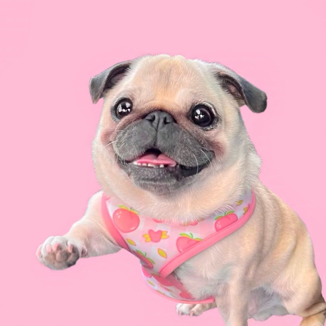 Loulou The Pug