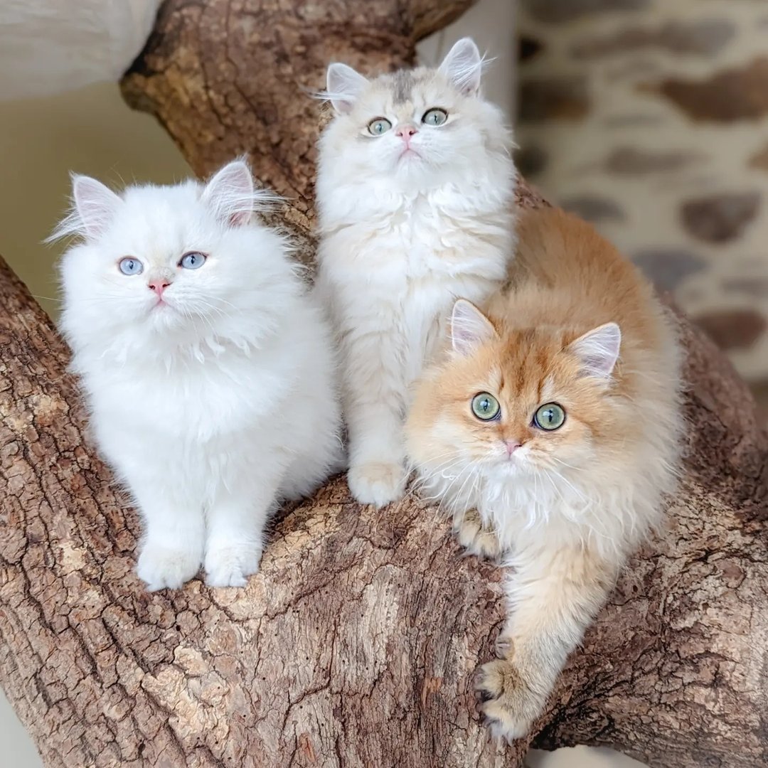 La Chatterie Du Domaine D'Aghan
