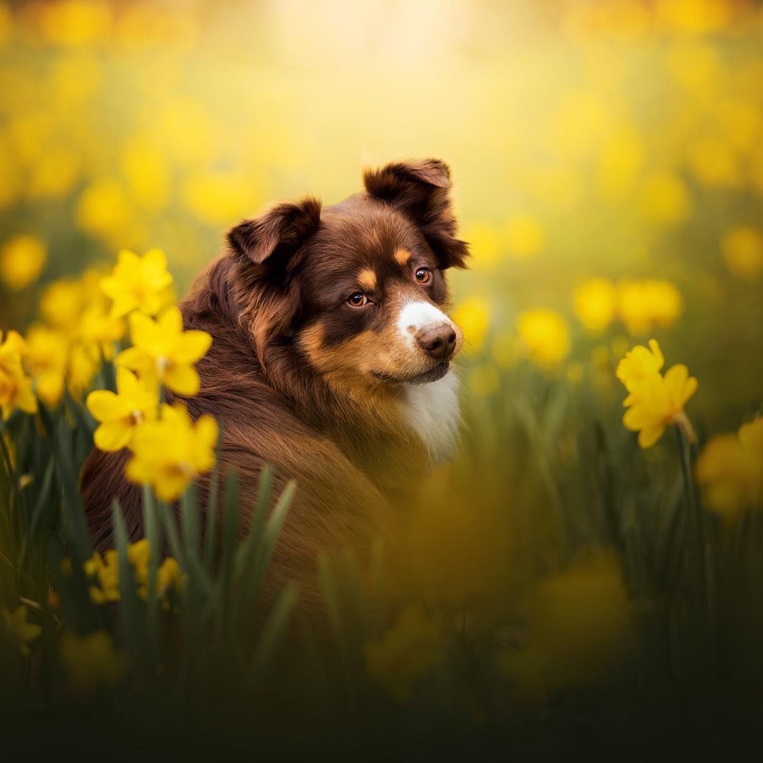Photographe Canin / Enfant Metz (57)