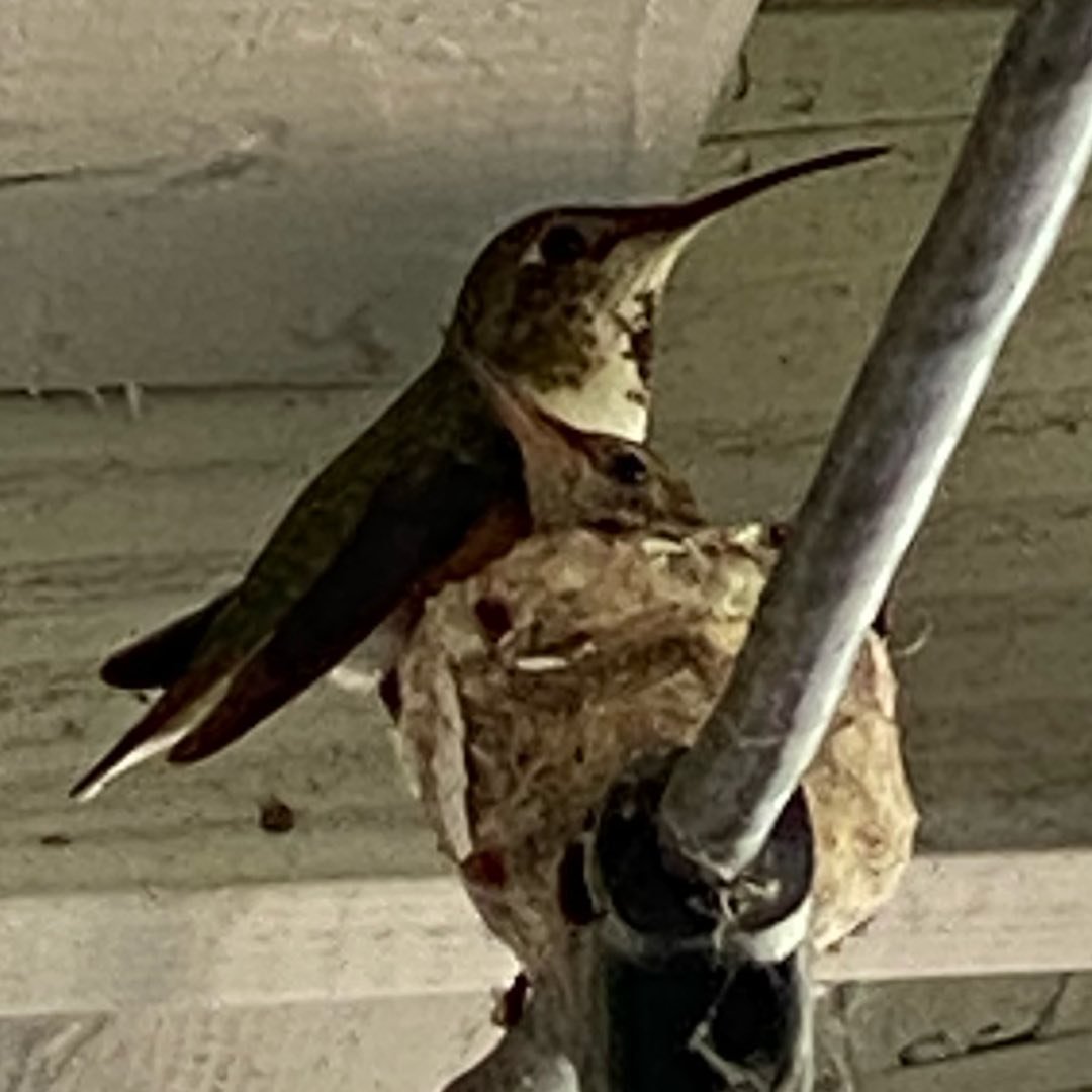 Sierra Fellers