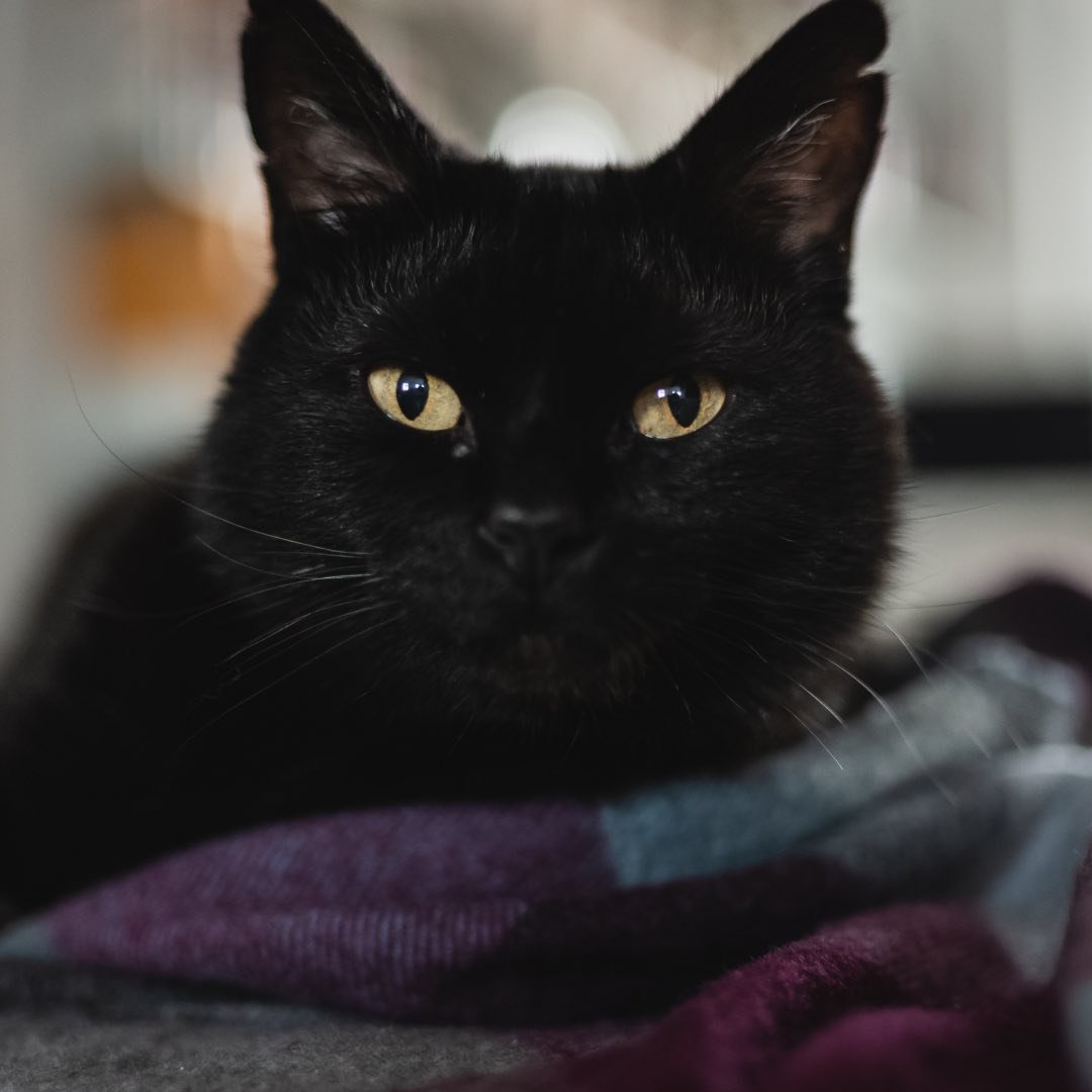 Kang.