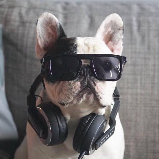 Manny The Frenchie