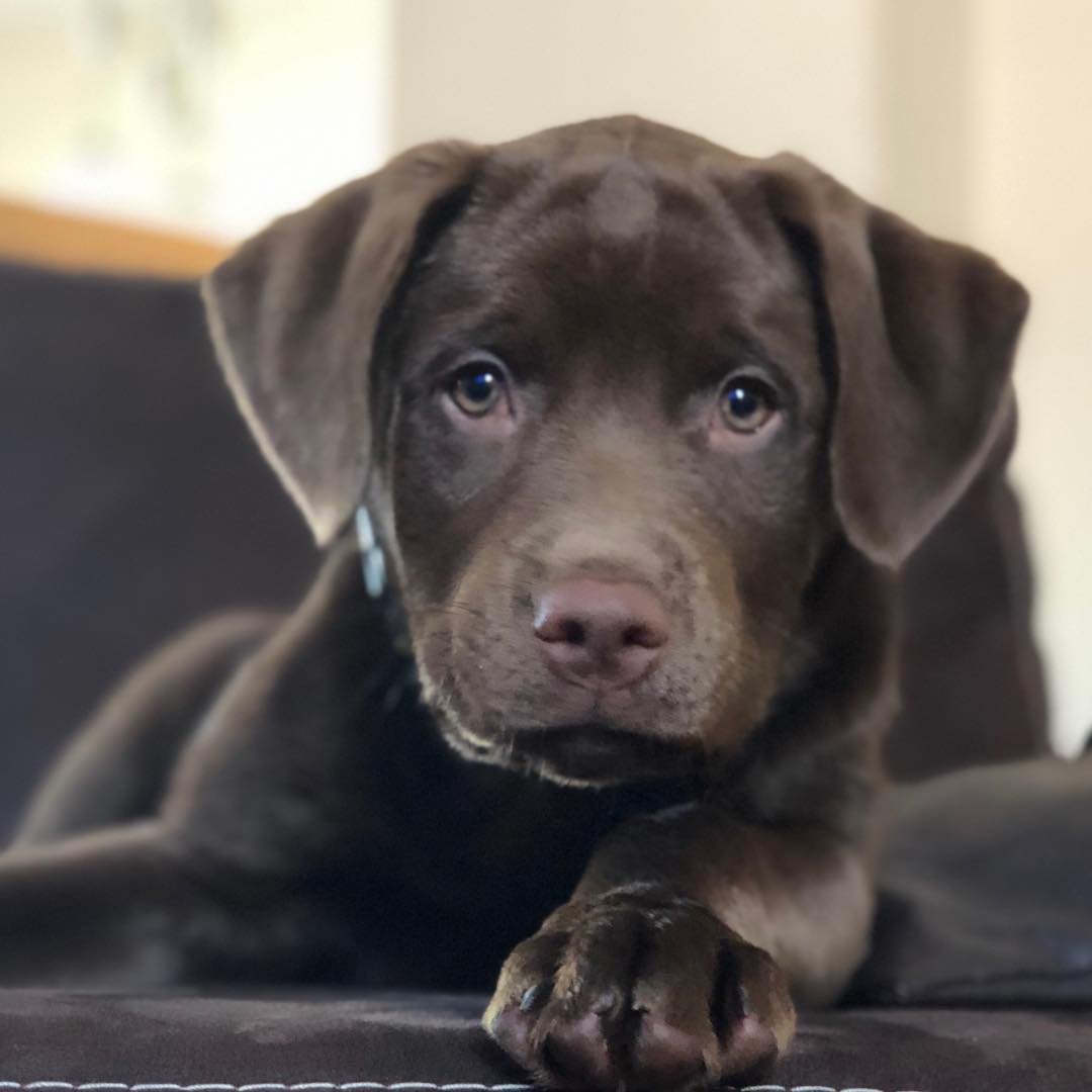 Herko