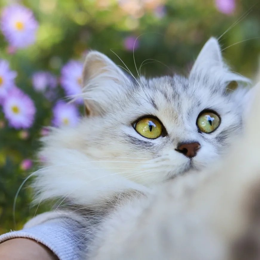 V I S T U L A  SIBERIAN CATS