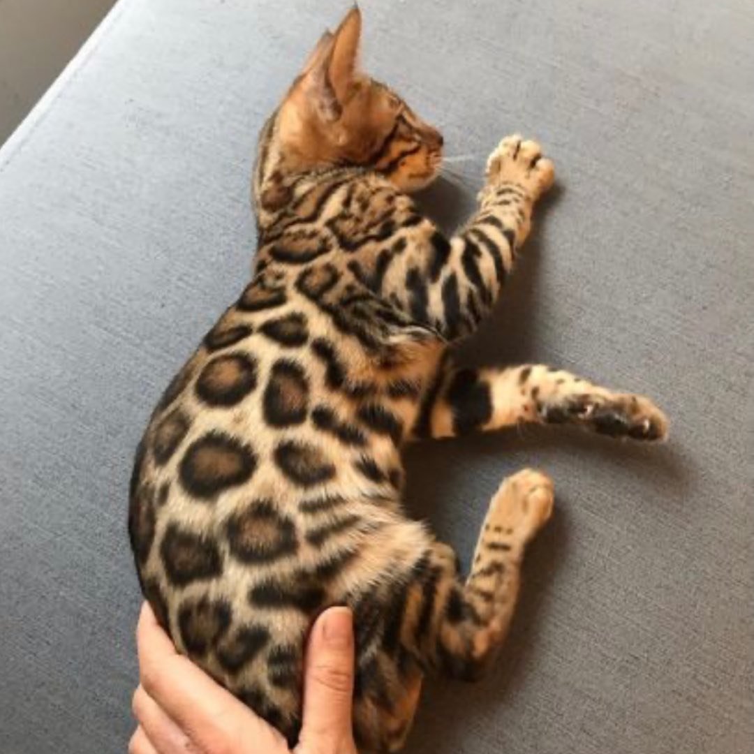 Cullinan Bengal