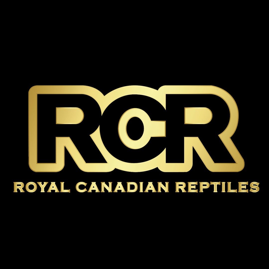 RCR - Ball Pythons