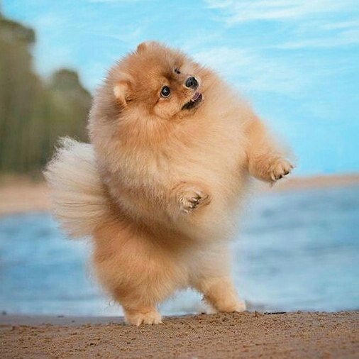 Pomeranian World®