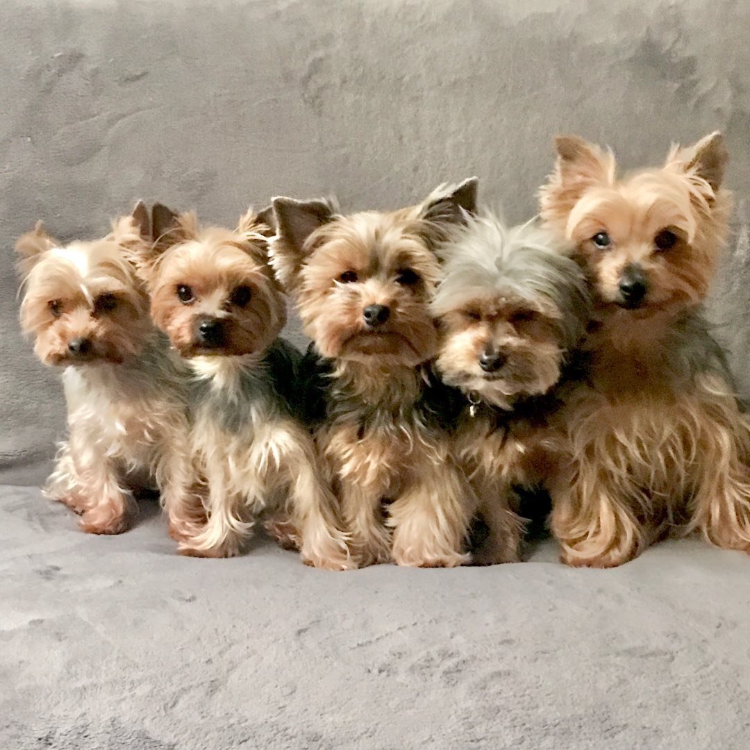 sophie_la_yorkie