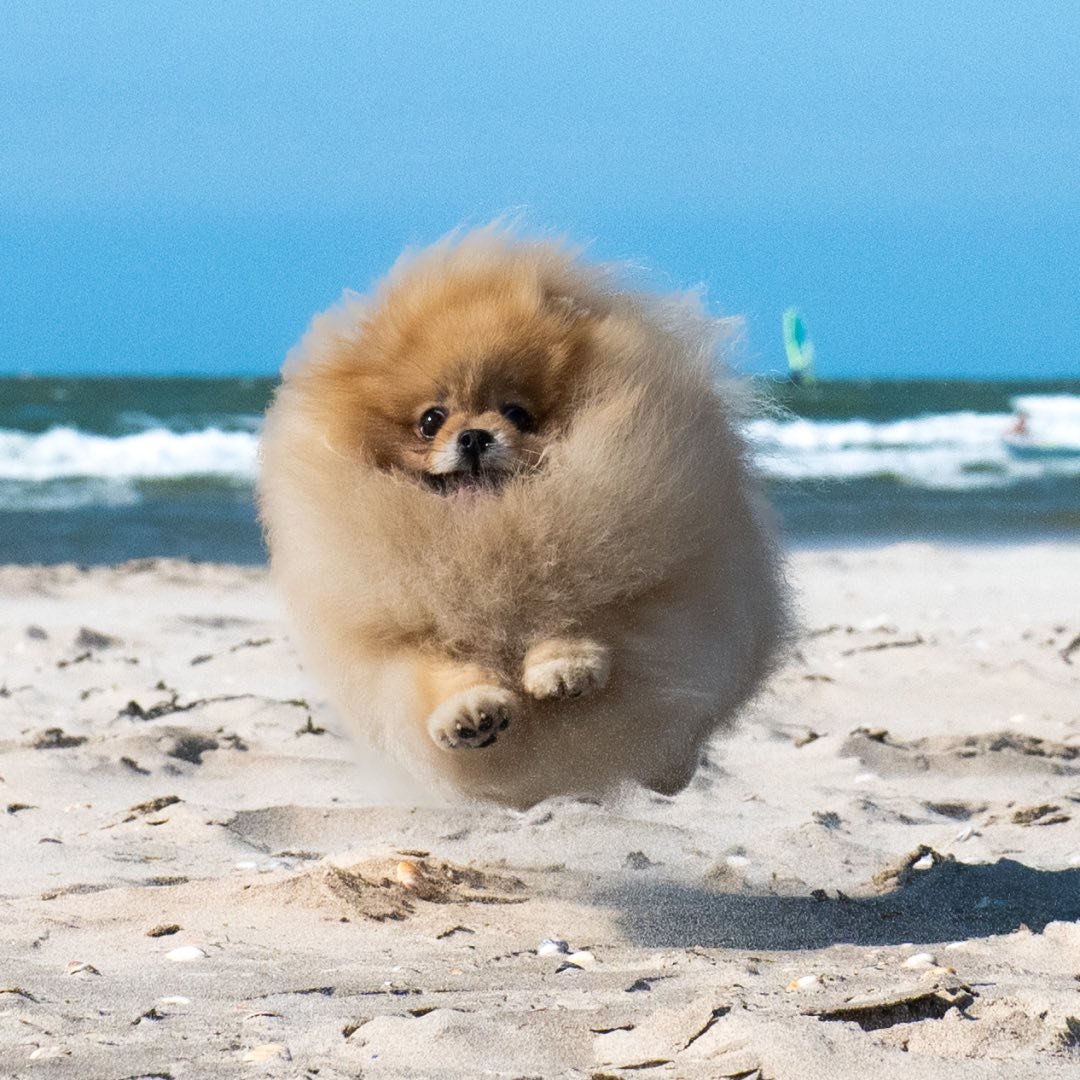 Pomeranian-Dwergkees Kennel