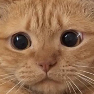 윤리리