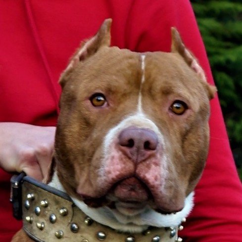 Pitbull BOYKA