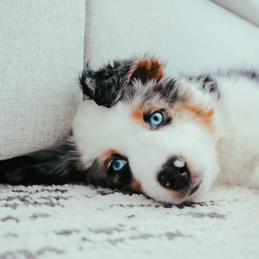 Frankie The Aussie