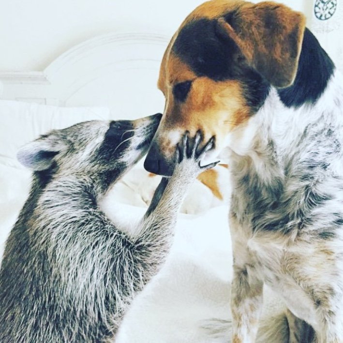 Pumpkin The Raccoon