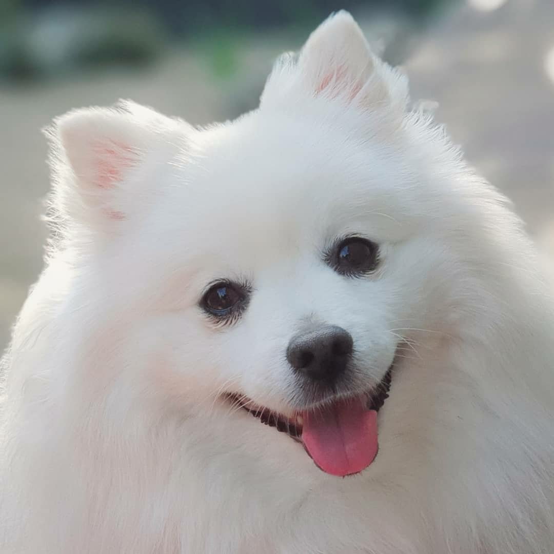 Meeko