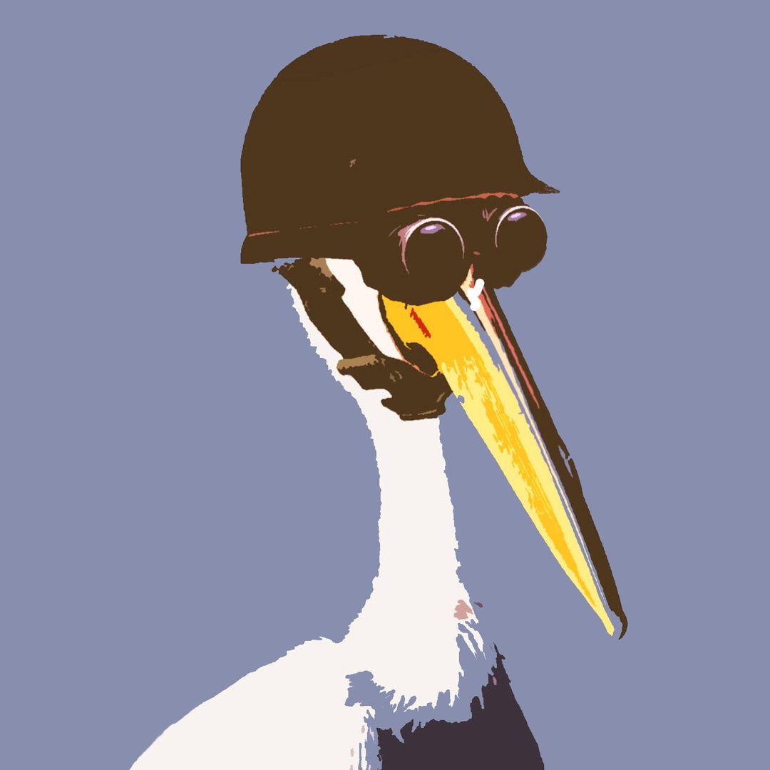 Modest Pelican