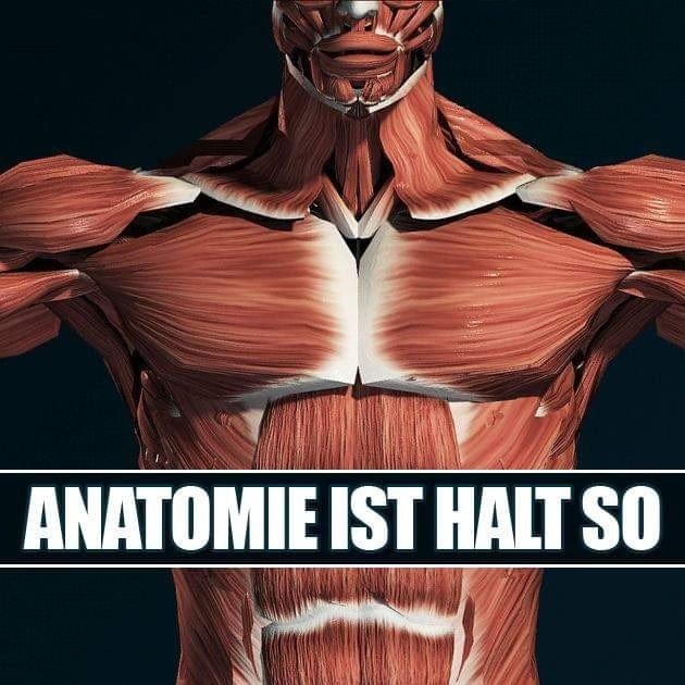 ANATOMIE IST HALT SO