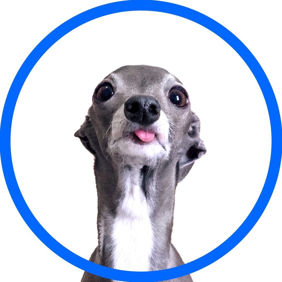 Tika The Iggy