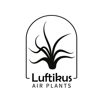 Luftikus-Airplants