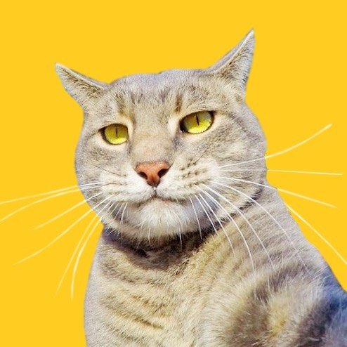 Manny The Selfie Cat