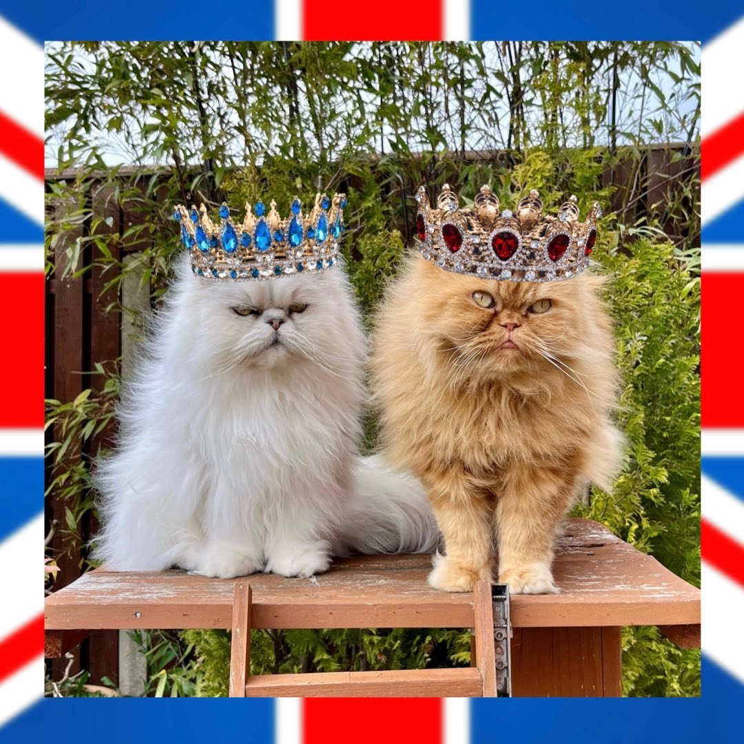 🇬🇧 TEDDIE & CASPER 🇬🇧