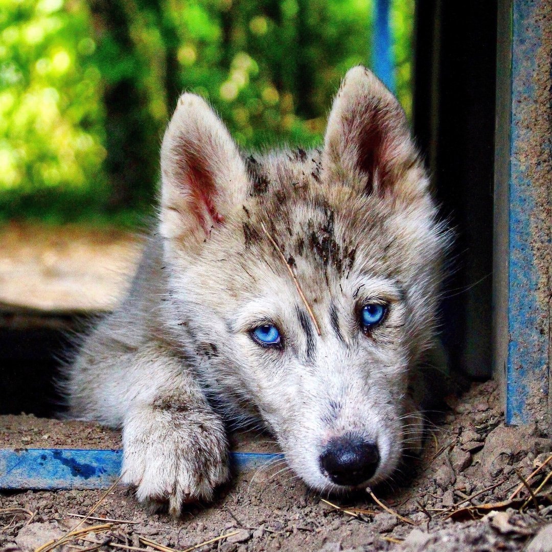 Animals Lovers