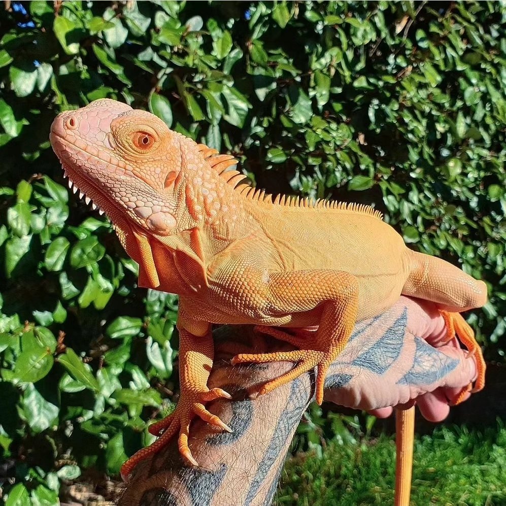 La Pat' Du Reptile