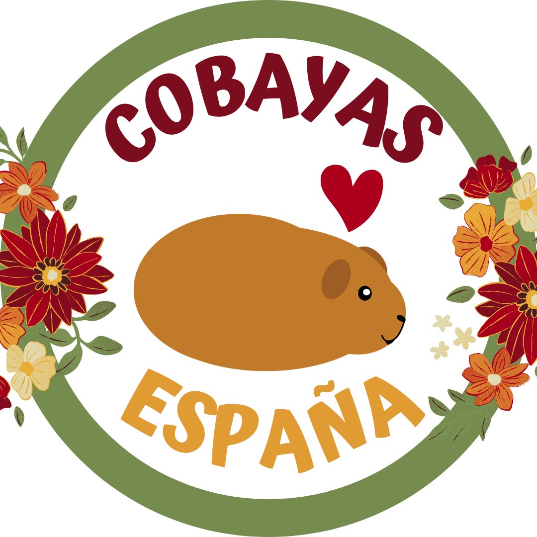 COBAYAS ESPAÑA 🐹 | Info Sobre Cuyos O Cuyes