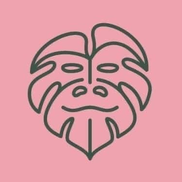 Jungle Boogie - Sklep Z Roślinami Online