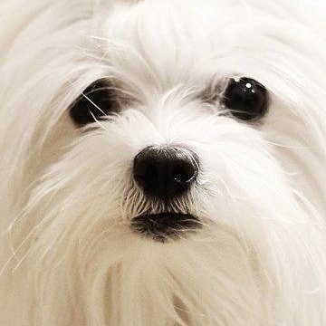 Bichon Maltes Toy