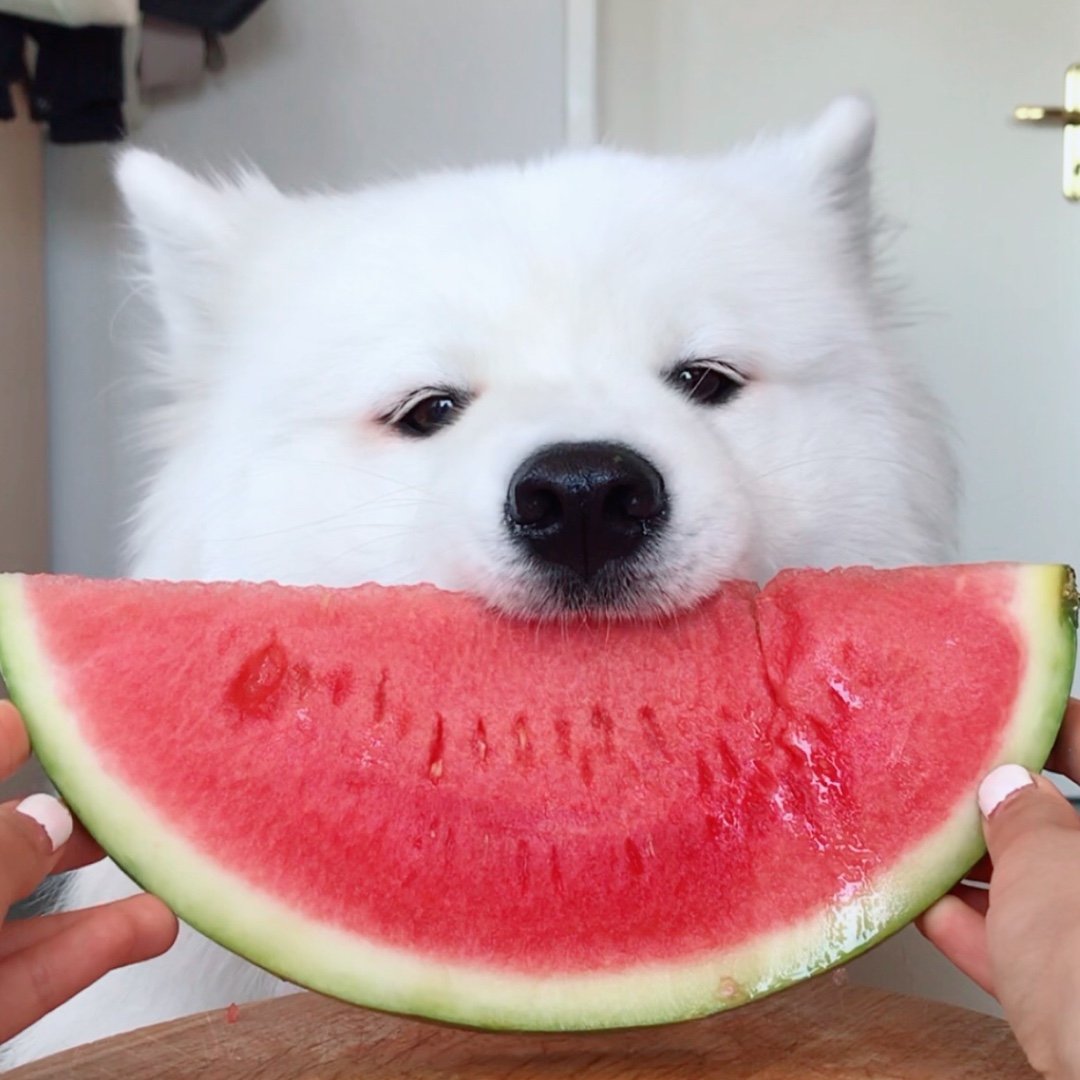 MAYA THE SAMOYED ʕ ᵔᴥᵔ ʔ