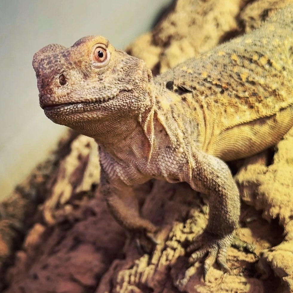 Bebesaurus 🦖