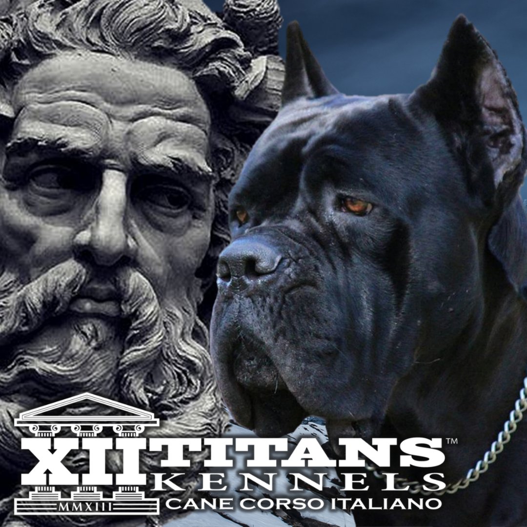 Twelve Titans Cane Corso