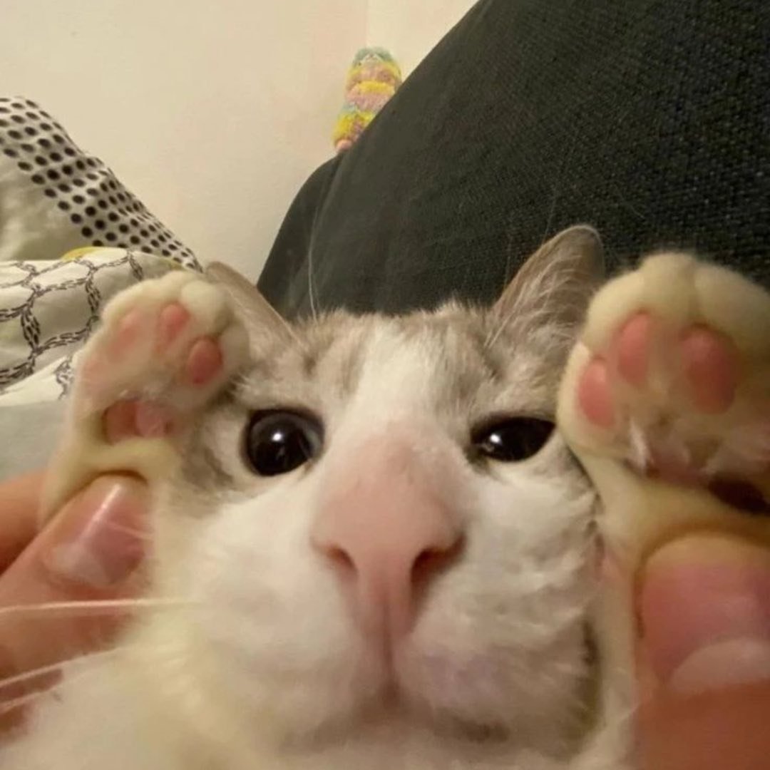 Thicc Cat Company