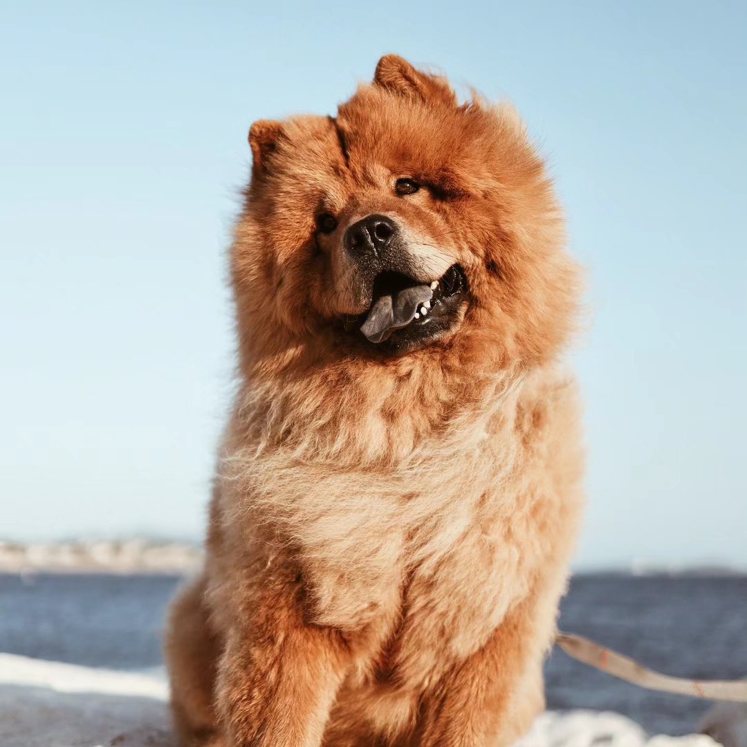 Pakù