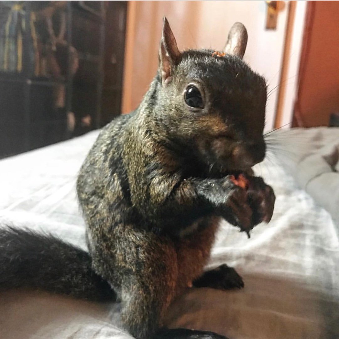 Peanut The Squirrel