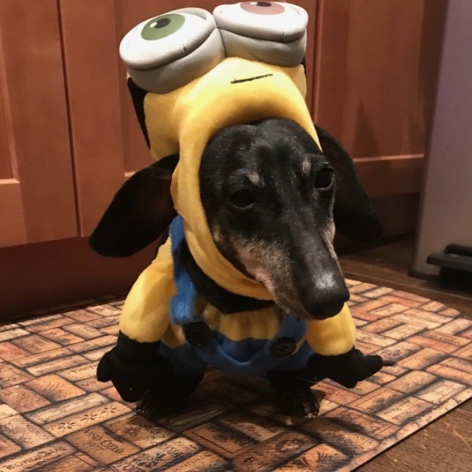 Dachshund Universe