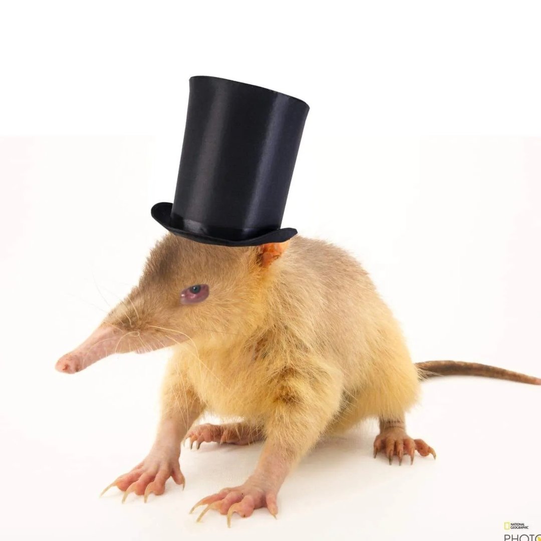 Don Solenodon