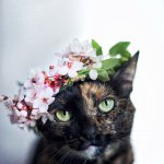 Cat Effect