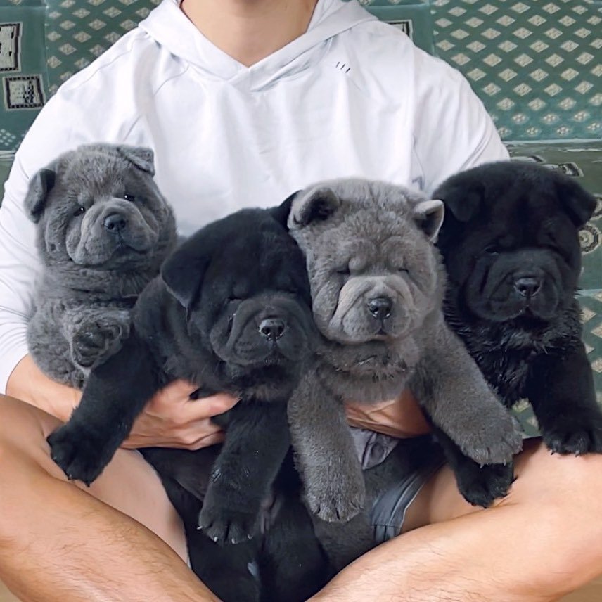 Chow Chow Puppies