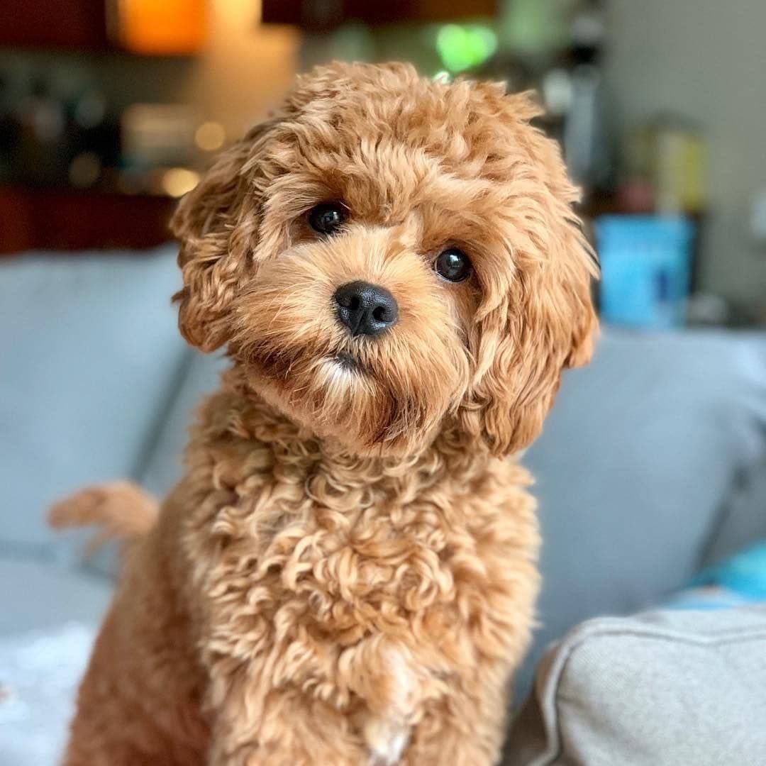 Poodle Mixes Of Instagram