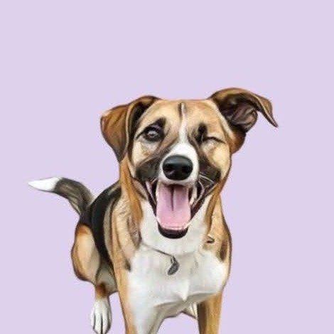 Nabi | One Eye Rescue Dog Breaking Stereotypes